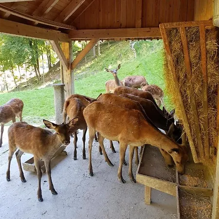 Apartman Apartma Nevi *